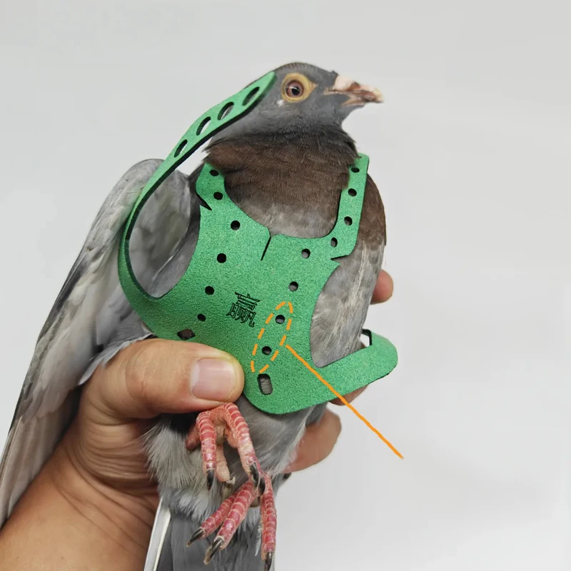 Pigeon Harness And Leash - Image 3