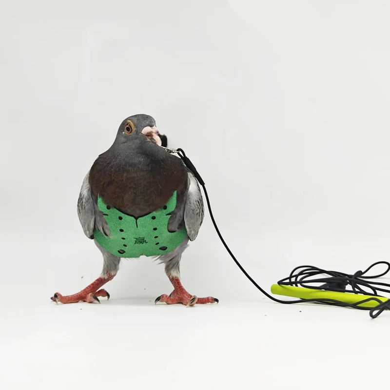 Pigeon Harness And Leash