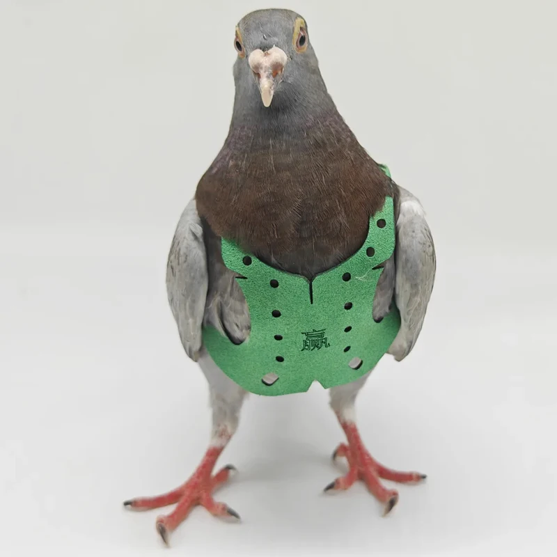 Pigeon Harness And Leash - Image 2