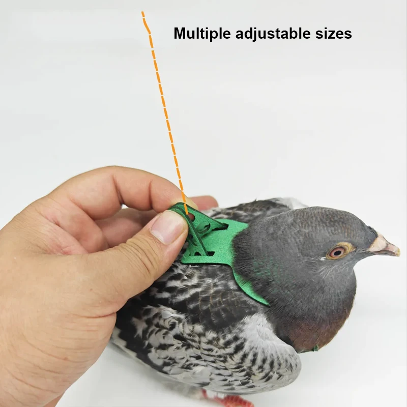 Pigeon Harness And Leash - Image 4